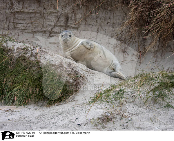 Seehund / common seal / HB-02349