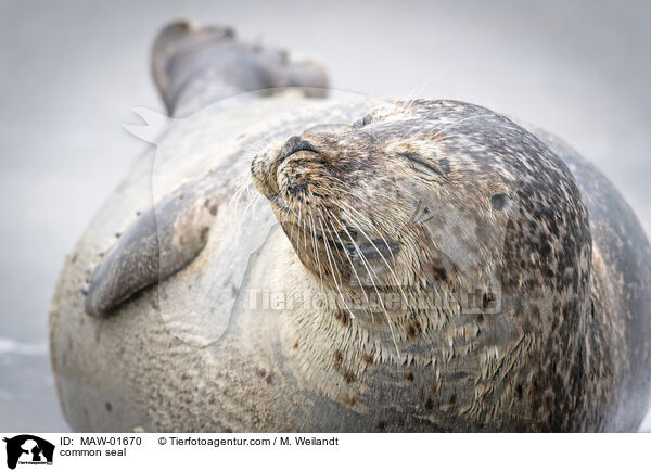 Seehund / common seal / MAW-01670