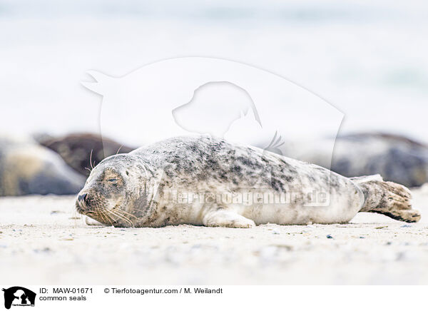 common seals / MAW-01671