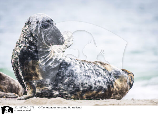 Seehund / common seal / MAW-01673