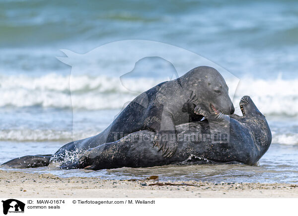 Seehunds / common seals / MAW-01674