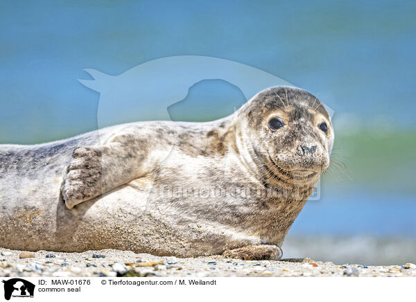 common seal / MAW-01676