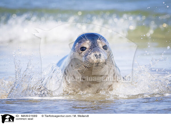 Seehund / common seal / MAW-01689