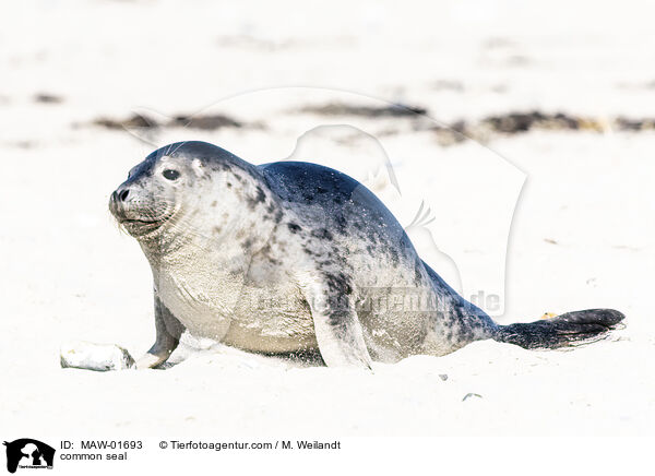 Seehund / common seal / MAW-01693