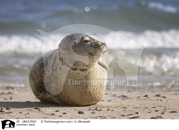 Seehund / common seal / UM-03563