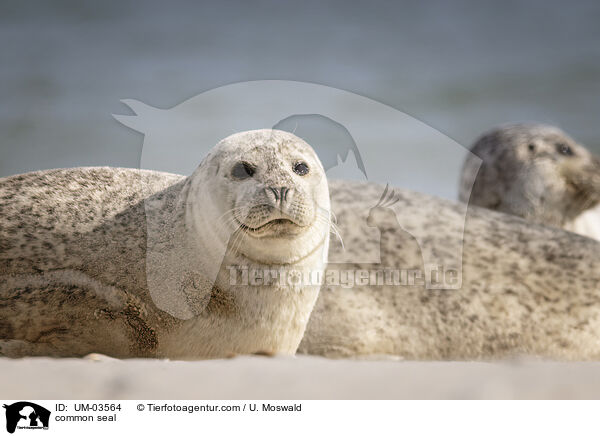 Seehund / common seal / UM-03564