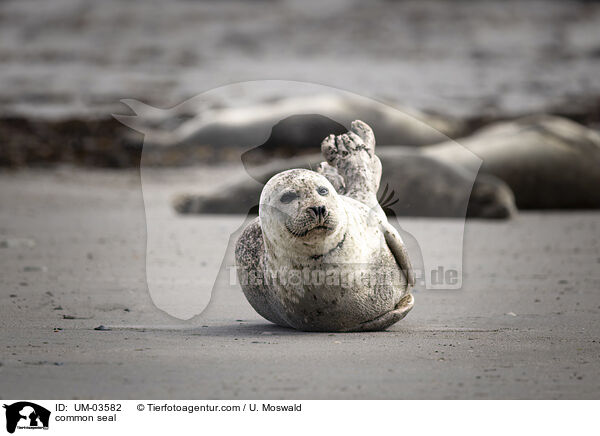 Seehund / common seal / UM-03582