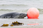 common harbor seal