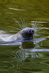 common seal