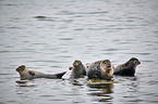 harbor seals