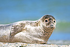 common seal