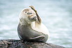 common seal