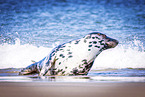 common seal