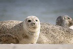 common seal