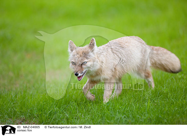 Steppenfuchs / corsac fox / MAZ-04665