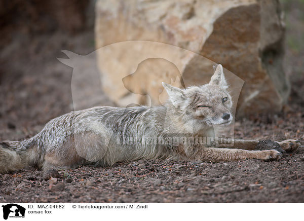 Steppenfuchs / corsac fox / MAZ-04682