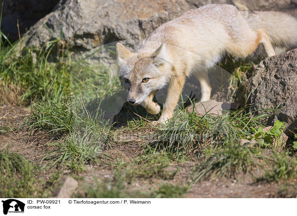 Steppenfuchs / corsac fox / PW-09921