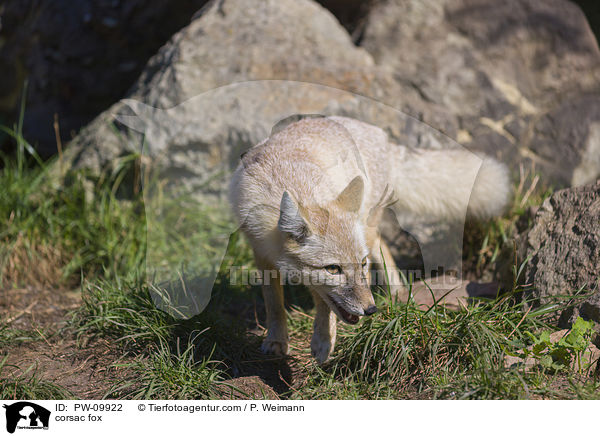 Steppenfuchs / corsac fox / PW-09922