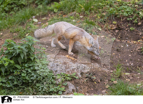 corsac fox / PW-09994
