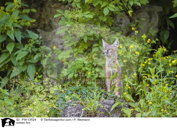 Steppenfuchs / corsac fox / PW-13524