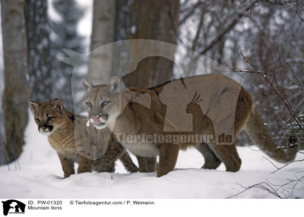 Mountain lions / PW-01320