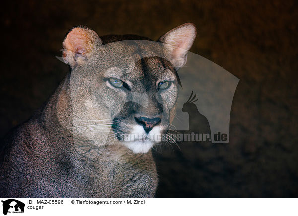 cougar / MAZ-05596