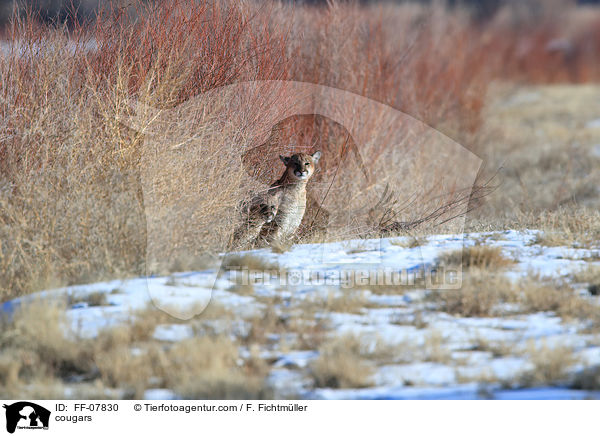 cougars / FF-07830