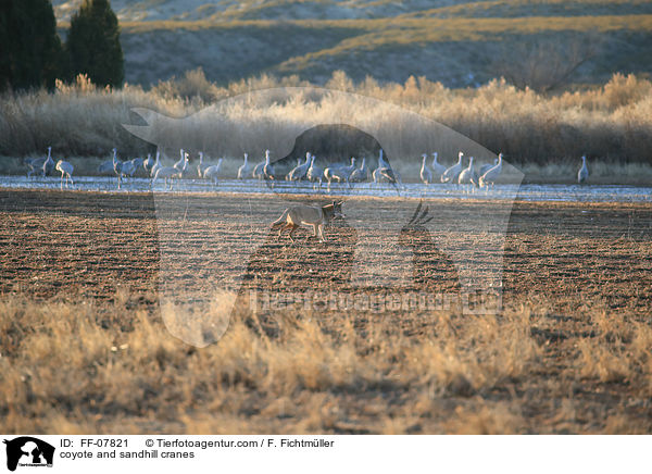 Kojote und Kanadakraniche / coyote and sandhill cranes / FF-07821