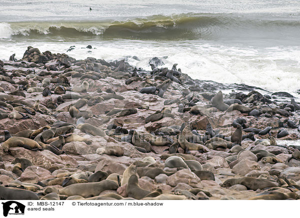 Ohrenrobben / eared seals / MBS-12147