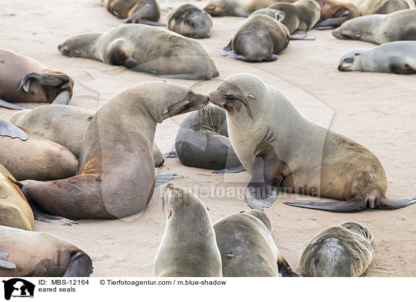 Ohrenrobben / eared seals / MBS-12164