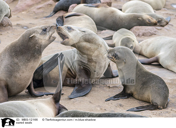 Ohrenrobben / eared seals / MBS-12166