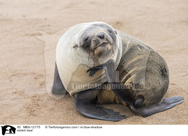 Ohrenrobbe / eared seal / MBS-12175