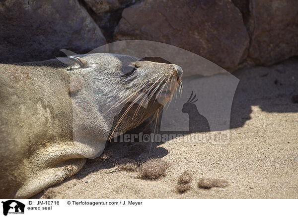 Ohrenrobbe / eared seal / JM-10716