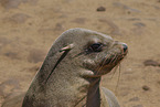 eared seal