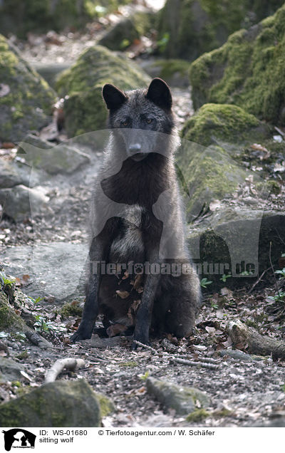 sitzender Timberwolf / sitting wolf / WS-01680