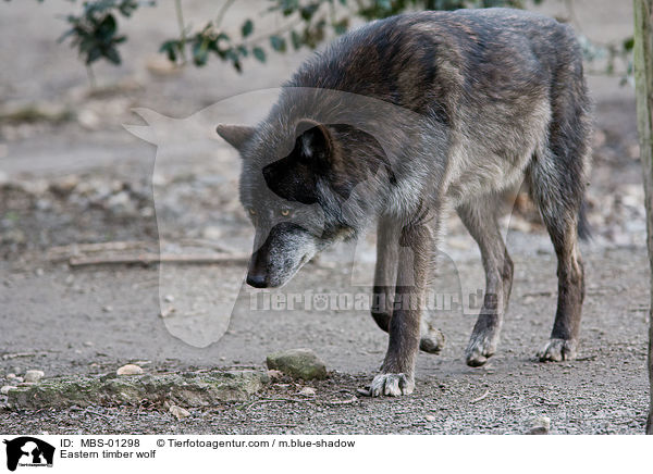 Eastern timber wolf / MBS-01298