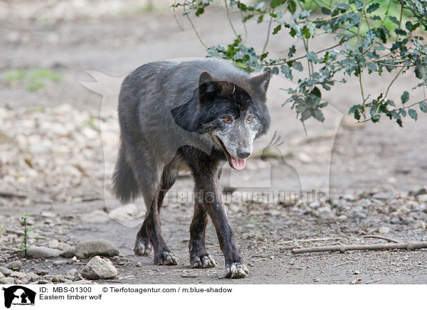 Eastern timber wolf / MBS-01300