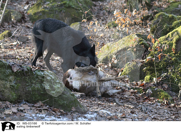 fressender Timberwolf / eating timberwolf / WS-03166