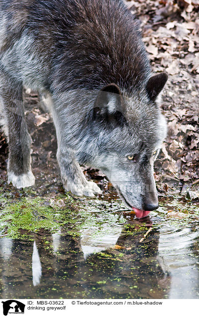 trinkender Timberwolf / drinking greywolf / MBS-03622