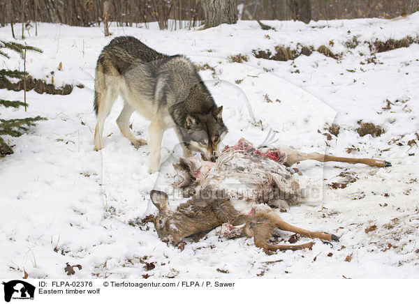 Timberwolf / Eastern timber wolf / FLPA-02376