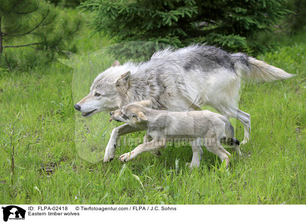 Timberwlfe / Eastern timber wolves / FLPA-02418