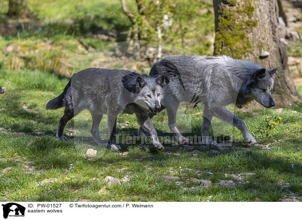 eastern wolves / PW-01527