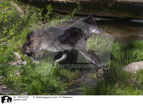 eastern wolf / PW-01531