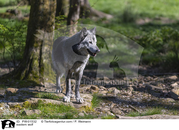 Timberwolf / eastern wolf / PW-01532