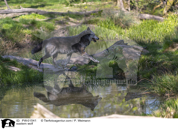 Timberwolf / eastern wolf / PW-01541