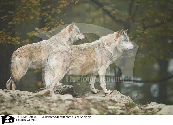 eastern wolves / DMS-09570
