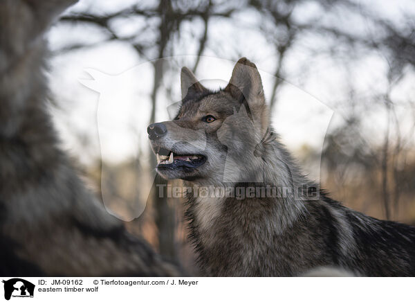 eastern timber wolf / JM-09162