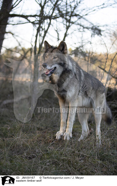 eastern timber wolf / JM-09167