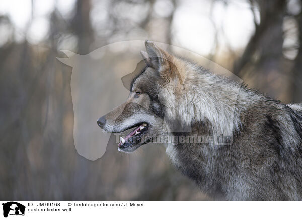 eastern timber wolf / JM-09168