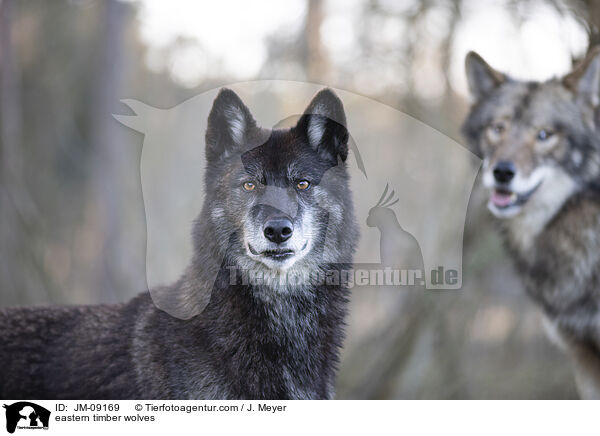 eastern timber wolves / JM-09169